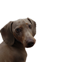 Watson8